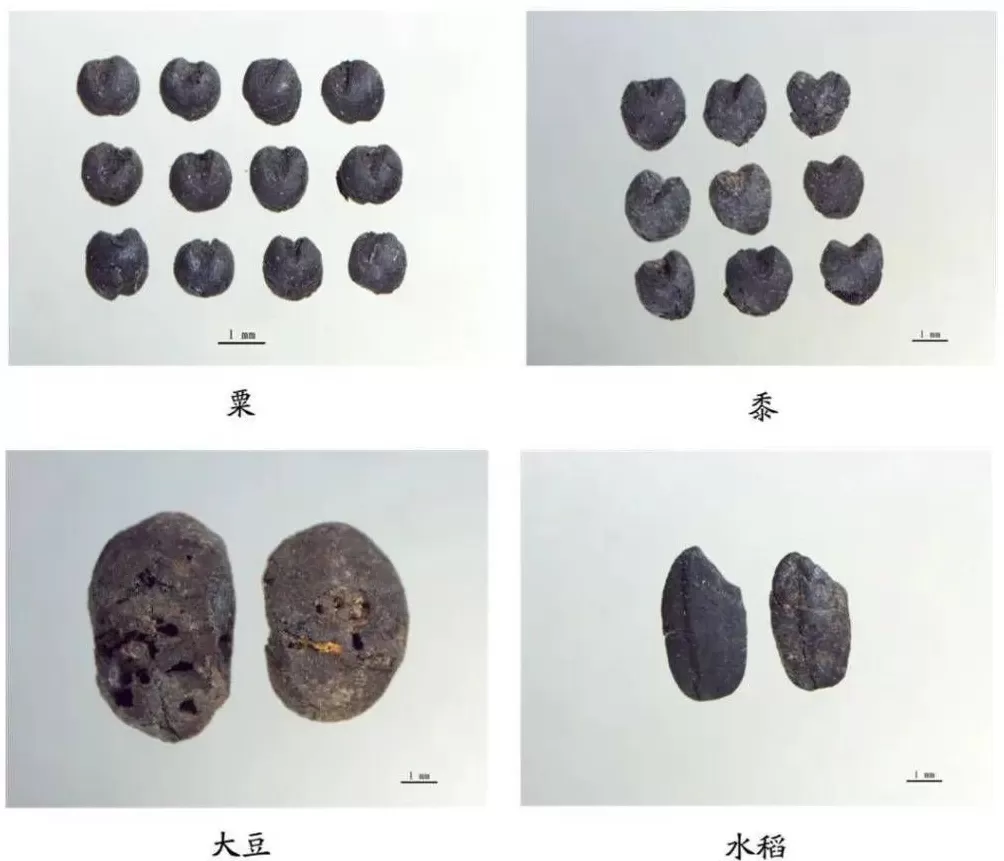 追问“后稷之后,何为稷山”:解码弘扬农耕文明的稷山答案-第7张图片- 追问“后稷之后,何为稷山”:解码弘扬农耕文明的稷山答案-第7张图片-