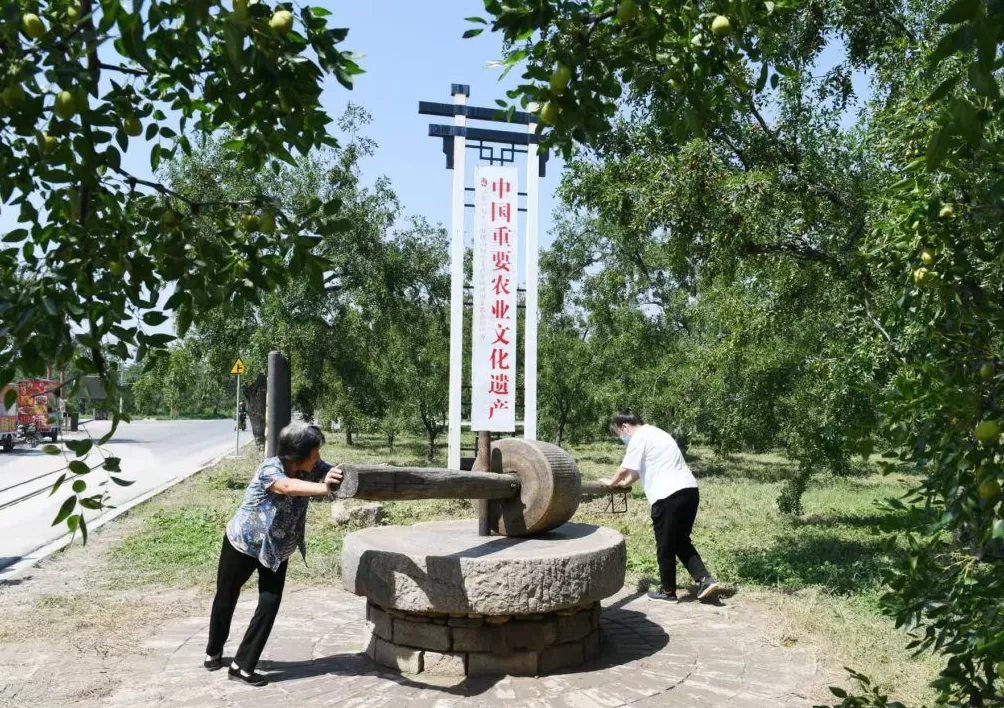 追问“后稷之后,何为稷山”:解码弘扬农耕文明的稷山答案-第9张图片- 追问“后稷之后,何为稷山”:解码弘扬农耕文明的稷山答案-第9张图片-