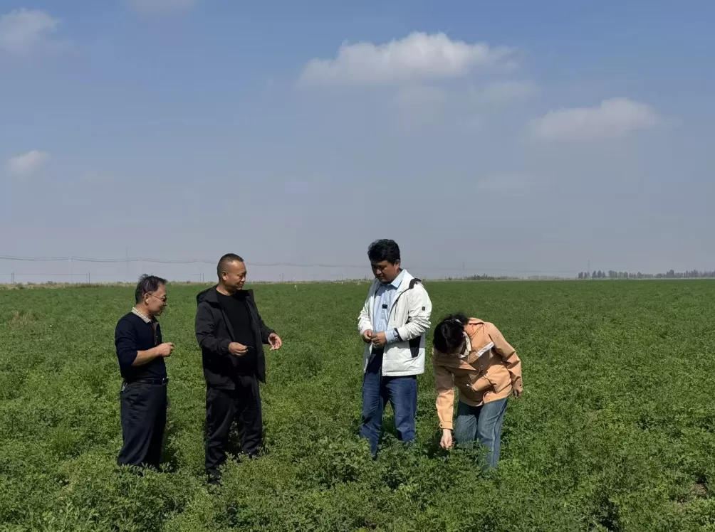 新疆牧草“芯片”:一棵苜蓿的科技兴农实践-第1张图片- 新疆牧草“芯片”:一棵苜蓿的科技兴农实践-第1张图片-