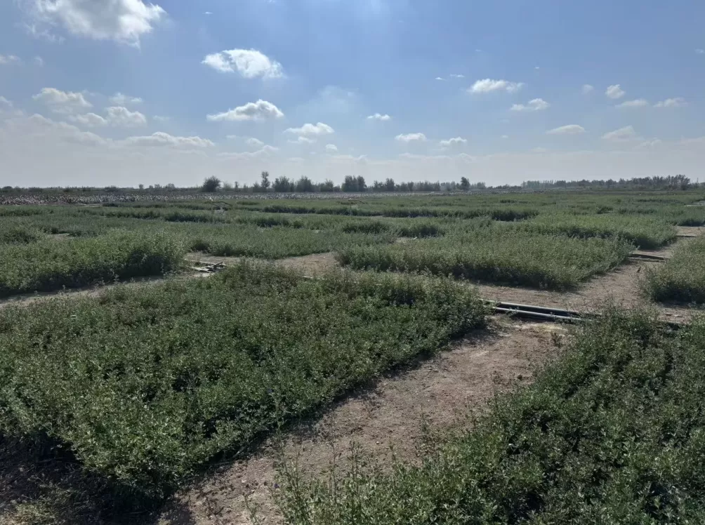 新疆牧草“芯片”:一棵苜蓿的科技兴农实践-第4张图片- 新疆牧草“芯片”:一棵苜蓿的科技兴农实践-第4张图片-