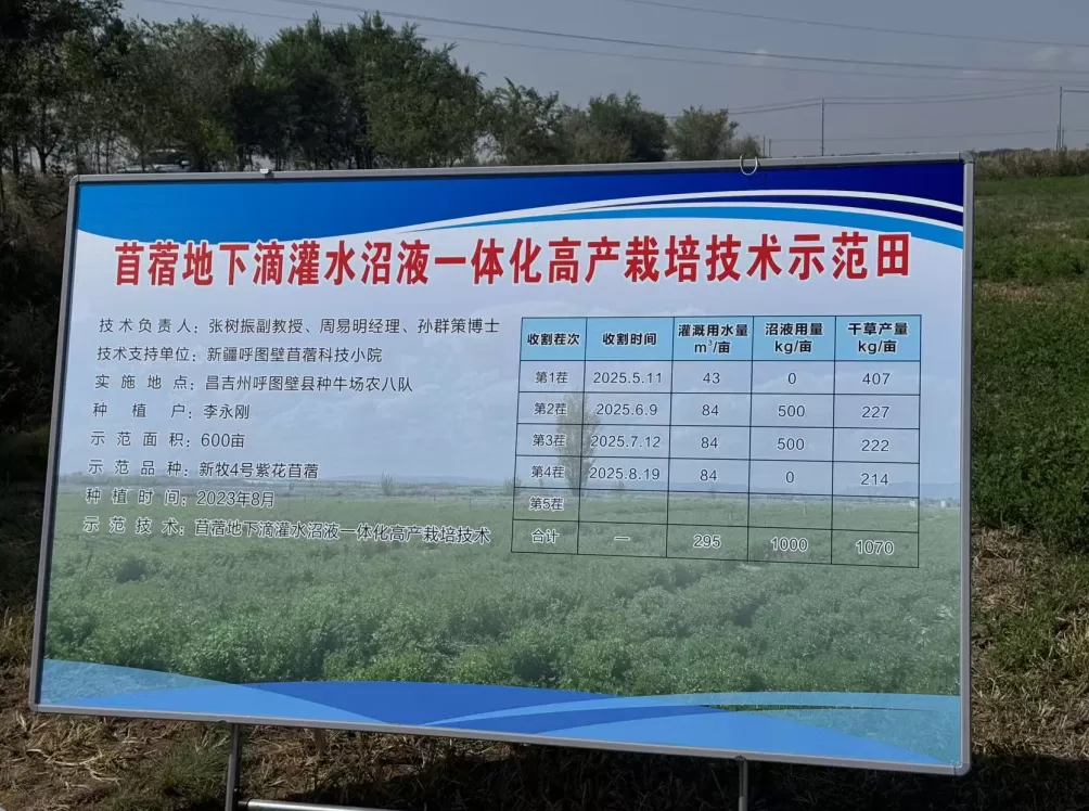 新疆牧草“芯片”:一棵苜蓿的科技兴农实践-第3张图片- 新疆牧草“芯片”:一棵苜蓿的科技兴农实践-第3张图片-