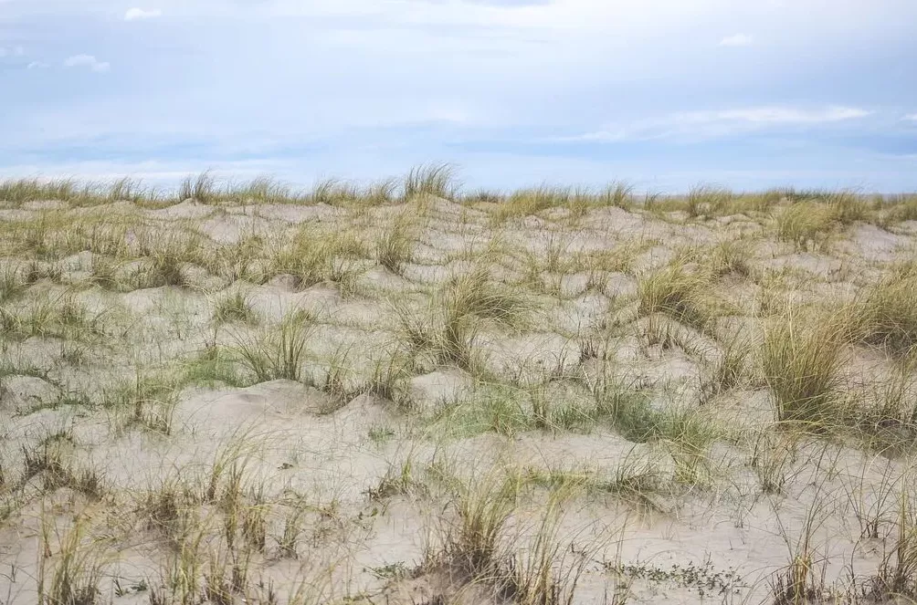 西北城市“除蒿”大战开启，沙蒿为什么这么火？-第2张图片-