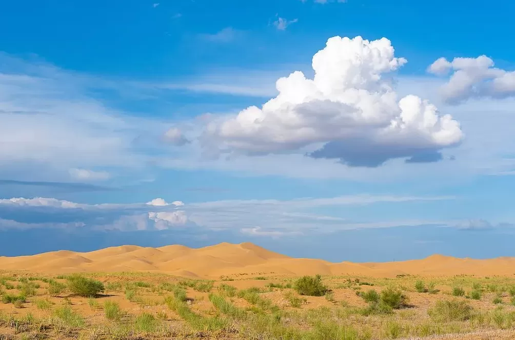西北城市“除蒿”大战开启，沙蒿为什么这么火？-第3张图片-