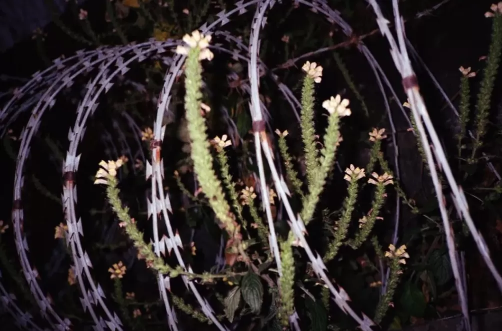 莫干山影会：“直接摄影”应联结土地、时代与个体表达-第14张图片-