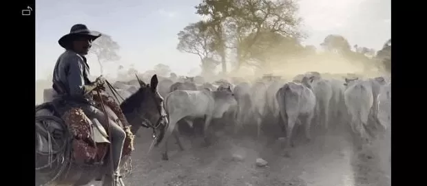 突发坠机,全部遇难!北大教授坠亡前最后影像,巴西总统发文悼念-第1张图片- 突发坠机,全部遇难!北大教授坠亡前最后影像,巴西总统发文悼念-第1张图片-