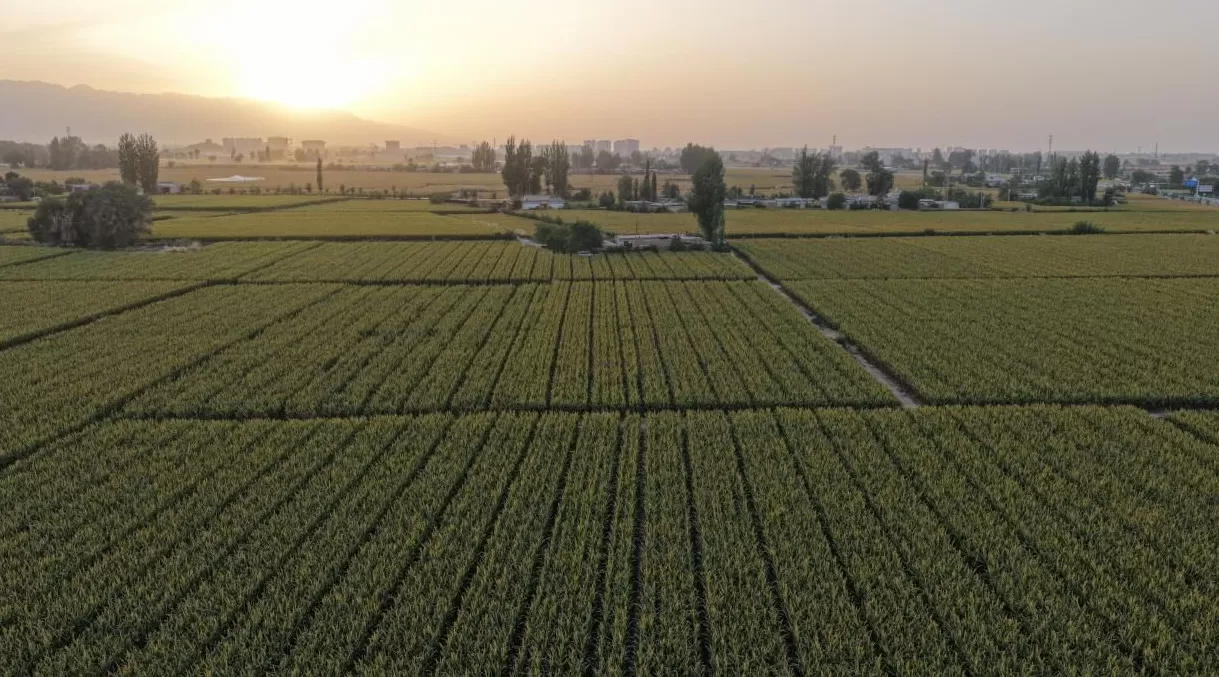 从河西走廊到“一带一路”，种业振兴的“芯”征程-第3张图片-