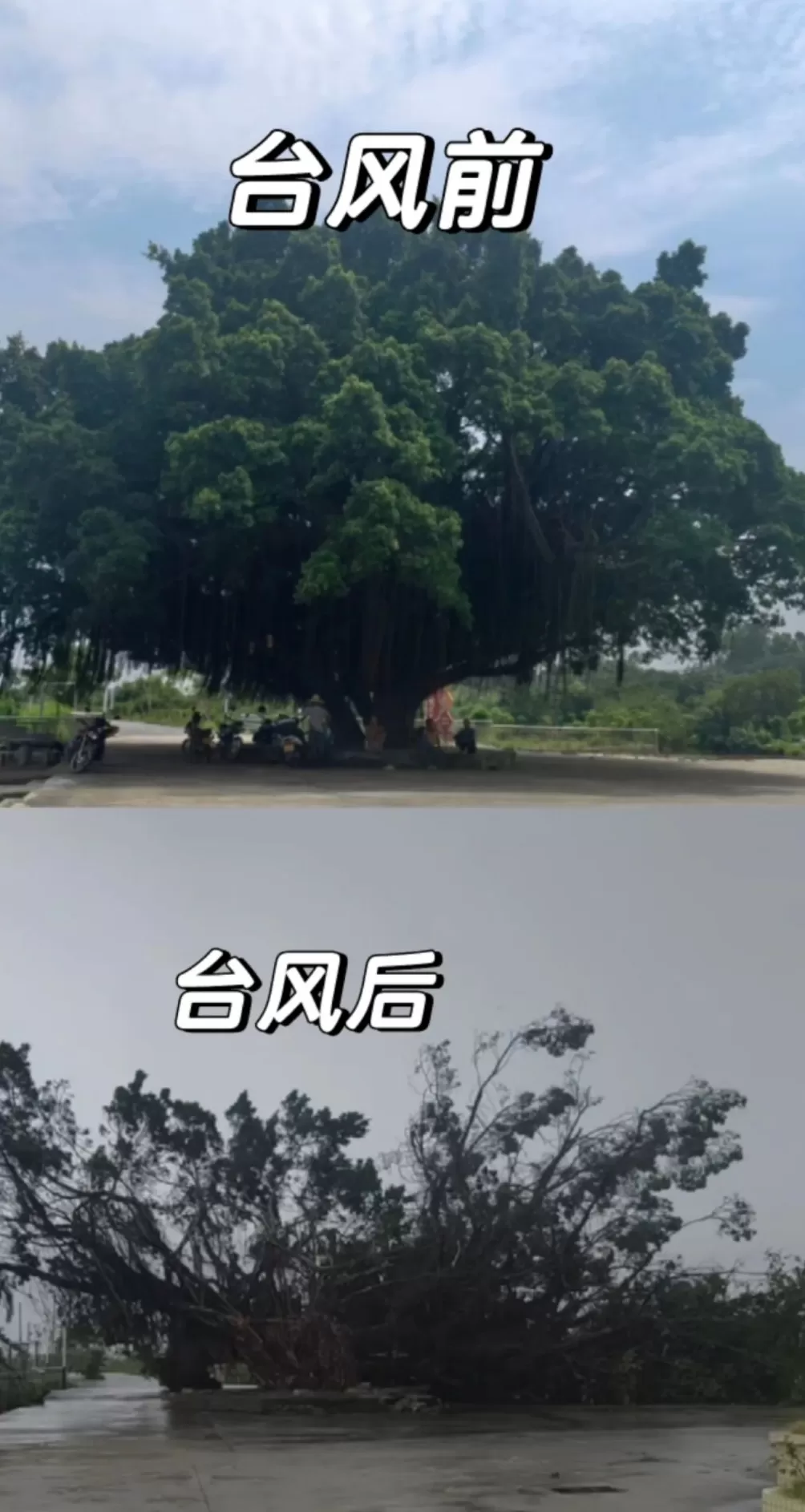 “桦加沙”登陆阳江后：大量树木倒伏，部分村镇水电网待恢复-第2张图片-