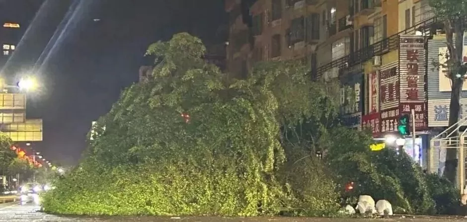 “桦加沙”登陆后的20小时,阳江怎样了?-第4张图片- “桦加沙”登陆后的20小时,阳江怎样了?-第4张图片-