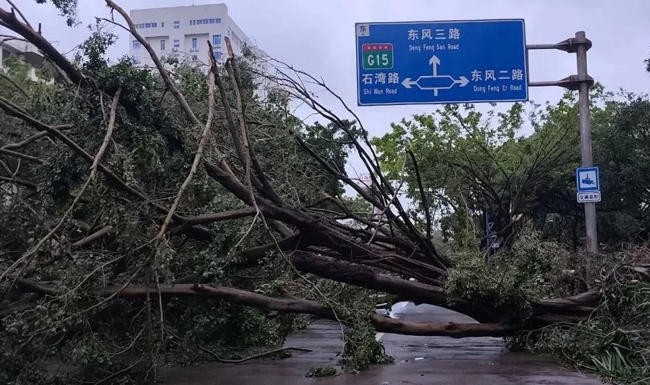 “桦加沙”登陆后的20小时,阳江怎样了?-第7张图片- “桦加沙”登陆后的20小时,阳江怎样了?-第7张图片-