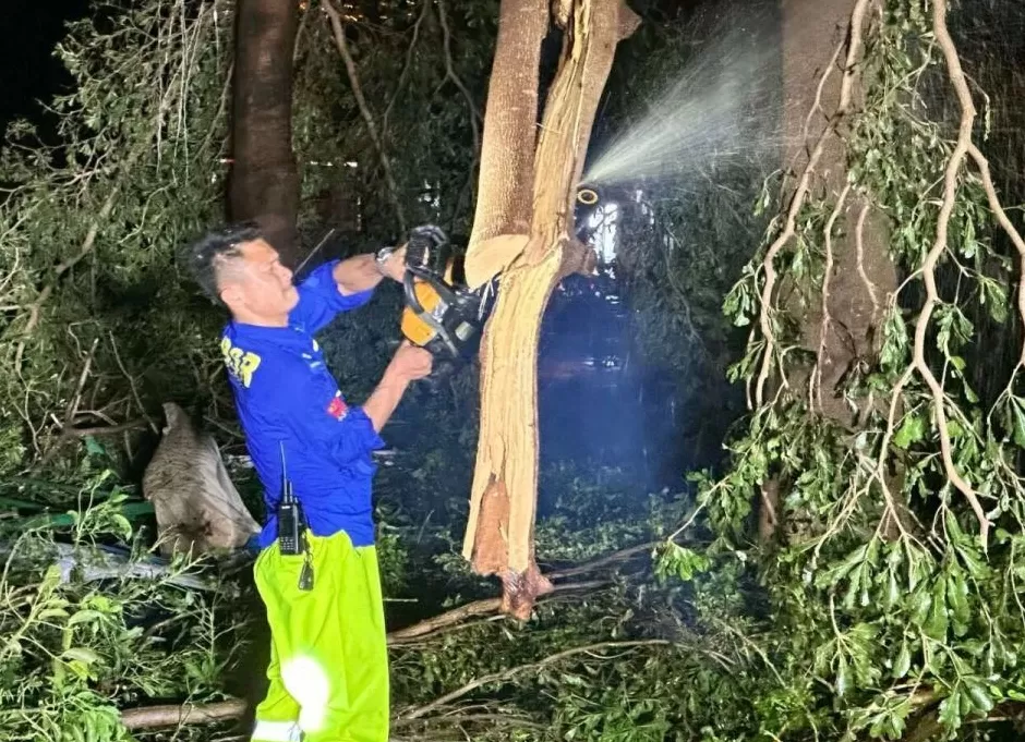 “桦加沙”登陆后的20小时,阳江怎样了?-第36张图片- “桦加沙”登陆后的20小时,阳江怎样了?-第36张图片-