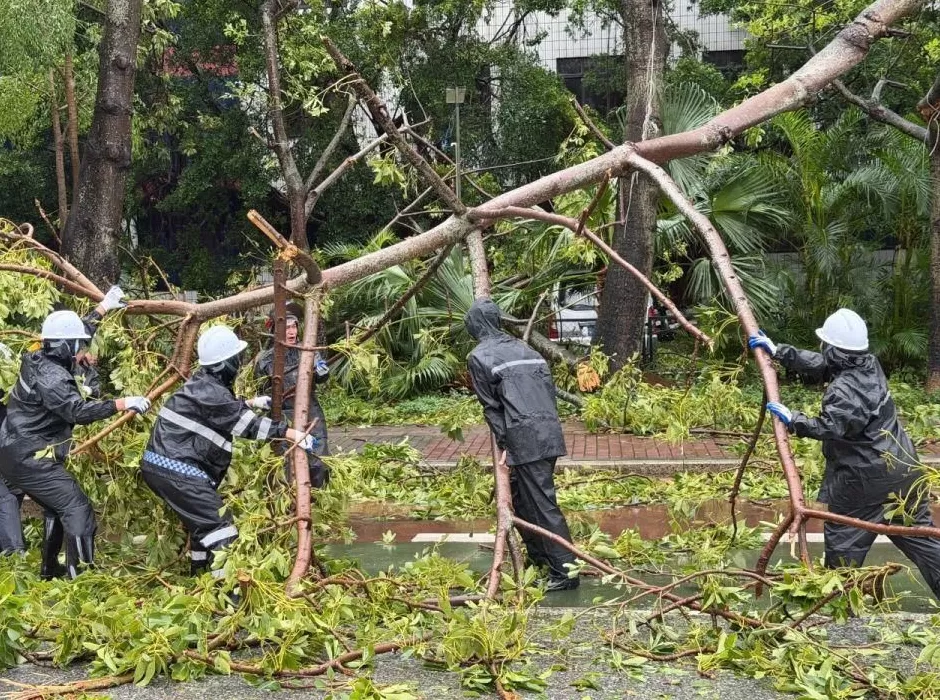 “桦加沙”登陆后的20小时,阳江怎样了?-第49张图片- “桦加沙”登陆后的20小时,阳江怎样了?-第49张图片-