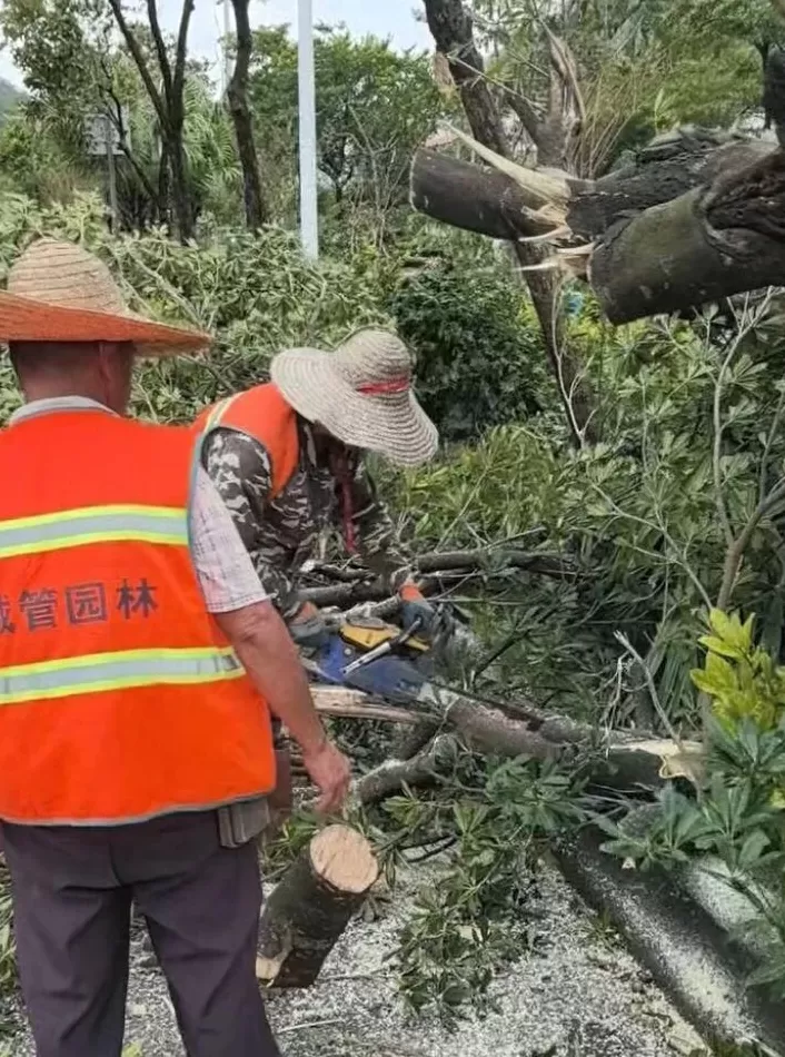 “桦加沙”登陆后的20小时,阳江怎样了?-第52张图片- “桦加沙”登陆后的20小时,阳江怎样了?-第52张图片-