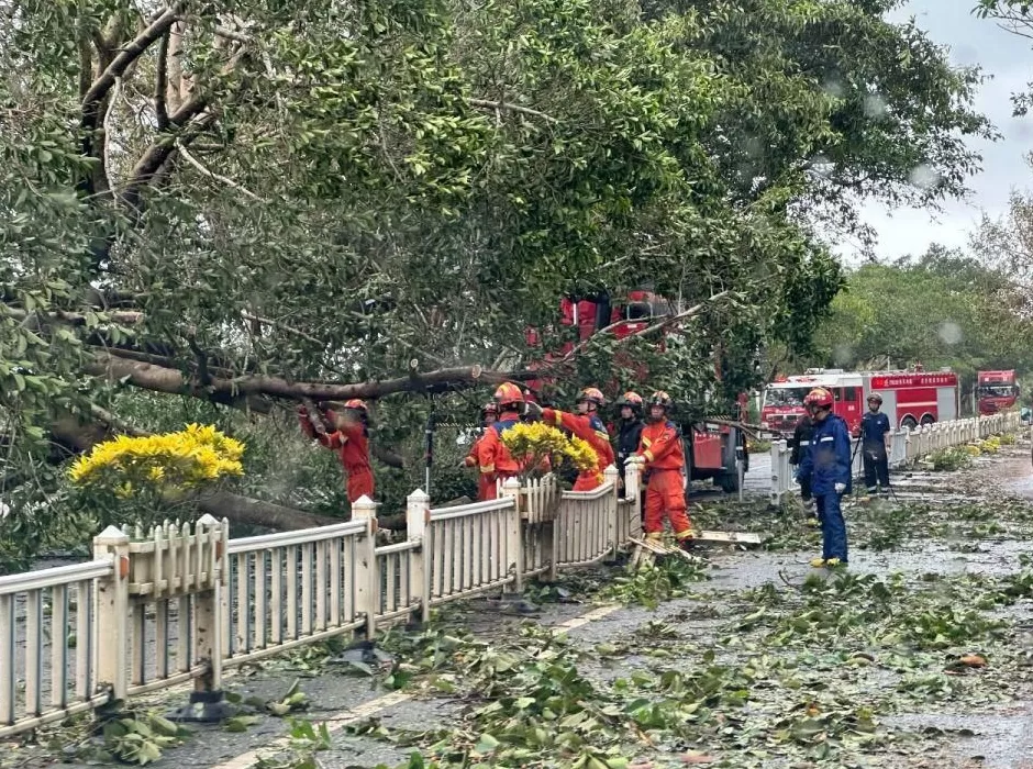 “桦加沙”登陆后的20小时,阳江怎样了?-第53张图片- “桦加沙”登陆后的20小时,阳江怎样了?-第53张图片-