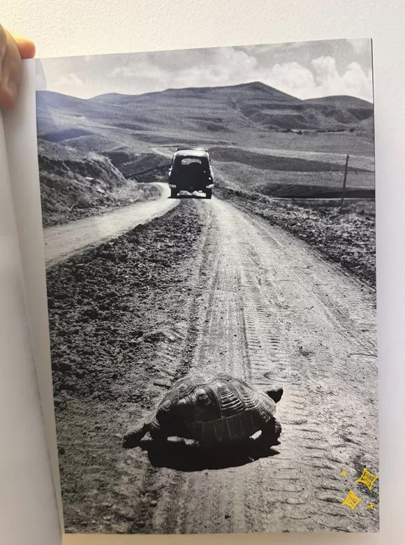 书单｜人在工位，心已飞往旷野-第7张图片-