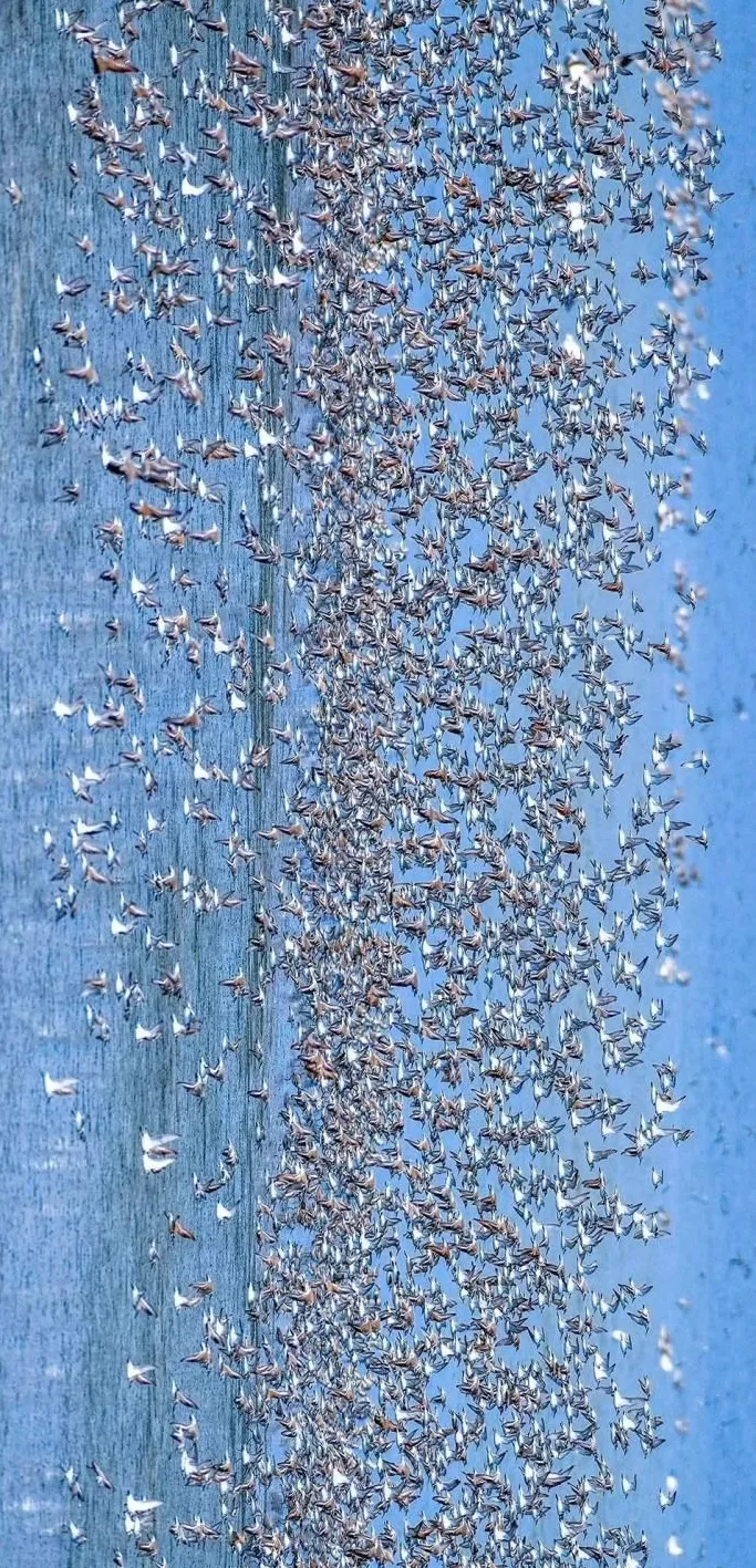 华阳海洋研究中心理事长吴士存：盐城有望成为全球生态发展协同示范区-第1张图片-