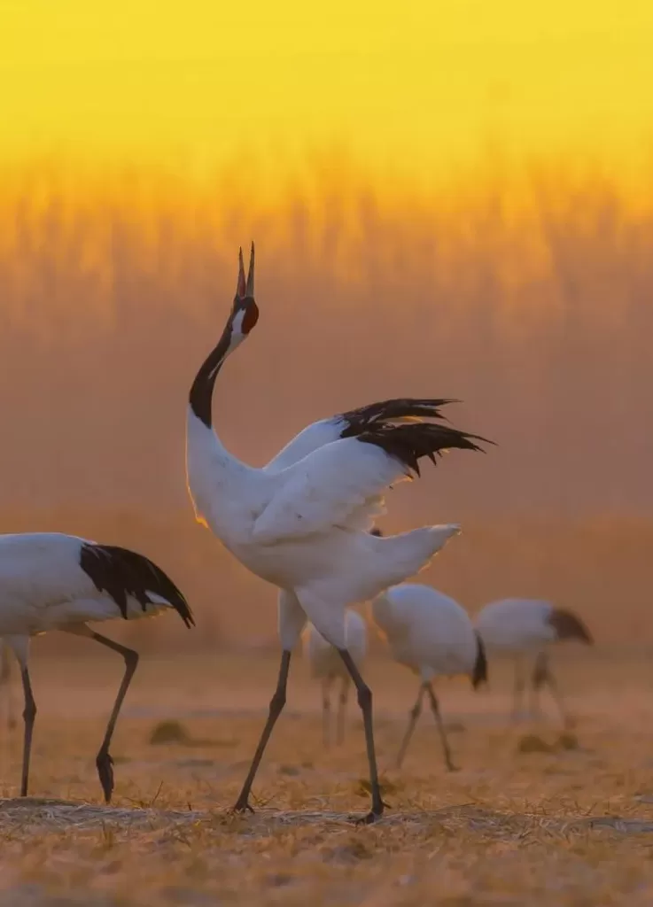 华阳海洋研究中心理事长吴士存：盐城有望成为全球生态发展协同示范区-第3张图片-