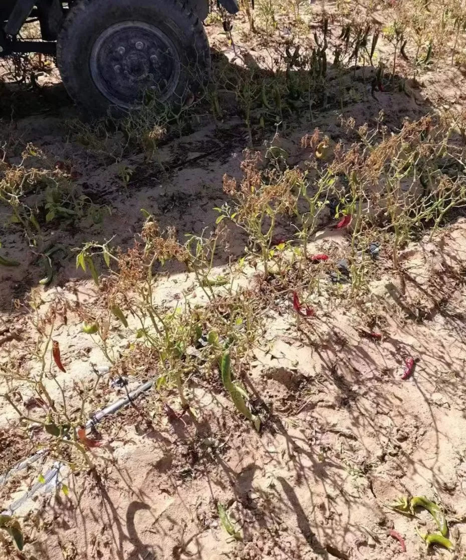 影子调查|千亩辣椒减产背后的真假化肥之争-第4张图片- 影子调查|千亩辣椒减产背后的真假化肥之争-第4张图片-