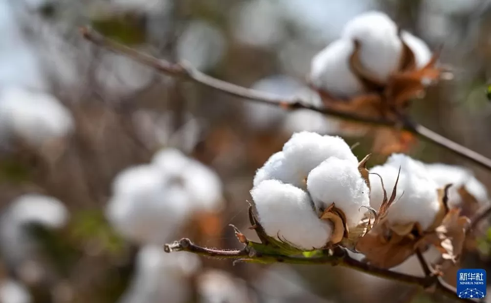 通讯丨“在小小棉花里找到通向幸福的路”——中塔农业合作造福当地百姓-第3张图片-