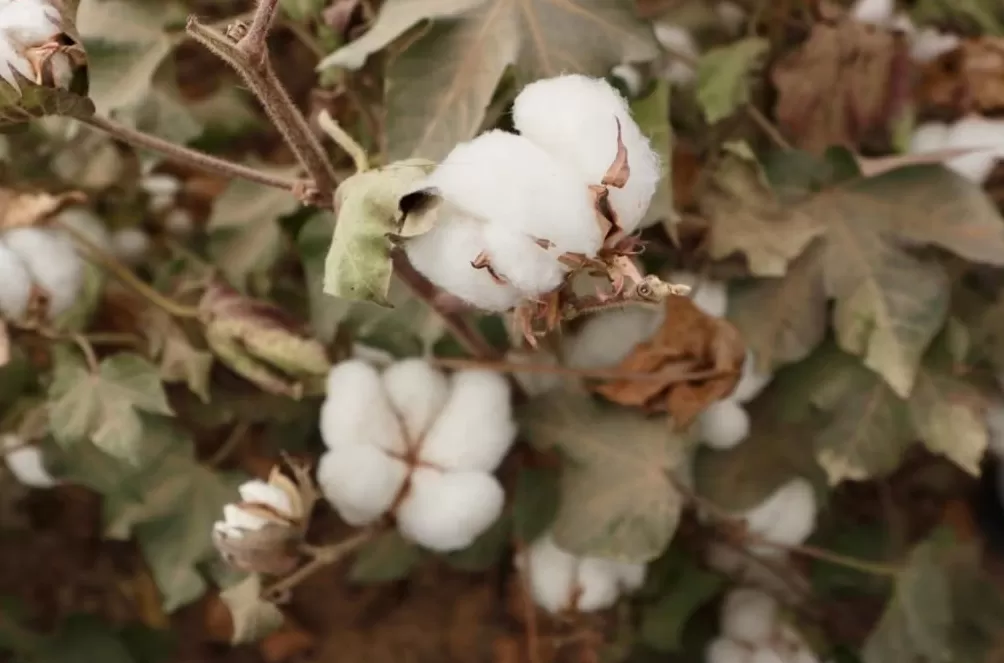 中国梦·大国工匠篇｜练文明：“种”出来的劳模工匠-第1张图片-