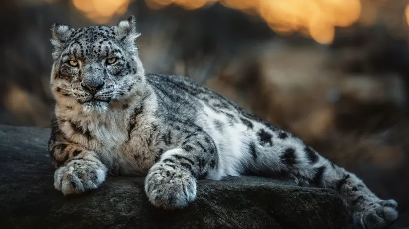 地方新闻精选 | 西宁野生动物园一只雪豹从馆舍逃匿 康定雪山一人滑坠去世-第1张图片-