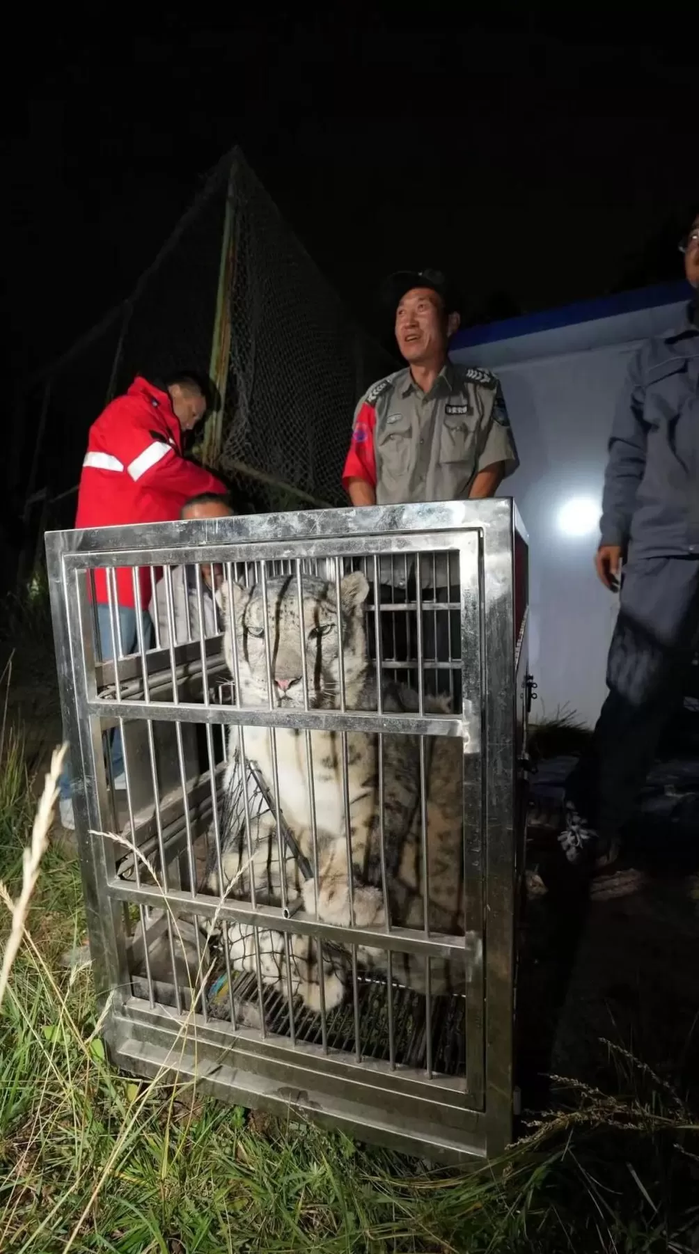 雪豹“闹闹”被成功救回！-第1张图片-