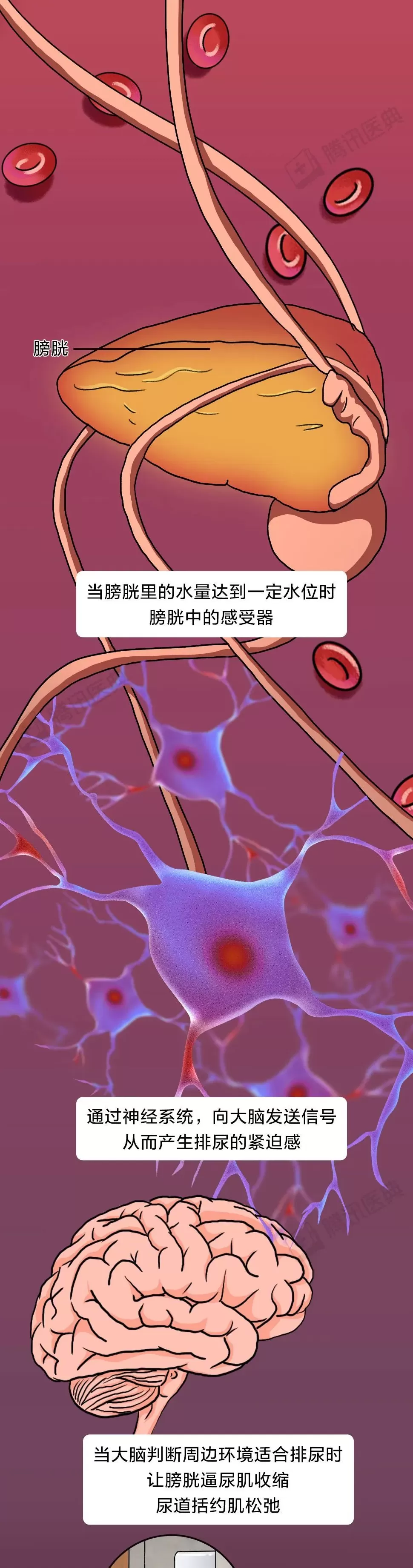 膀胱最怕的这件事，你可能每天都在做-第4张图片-