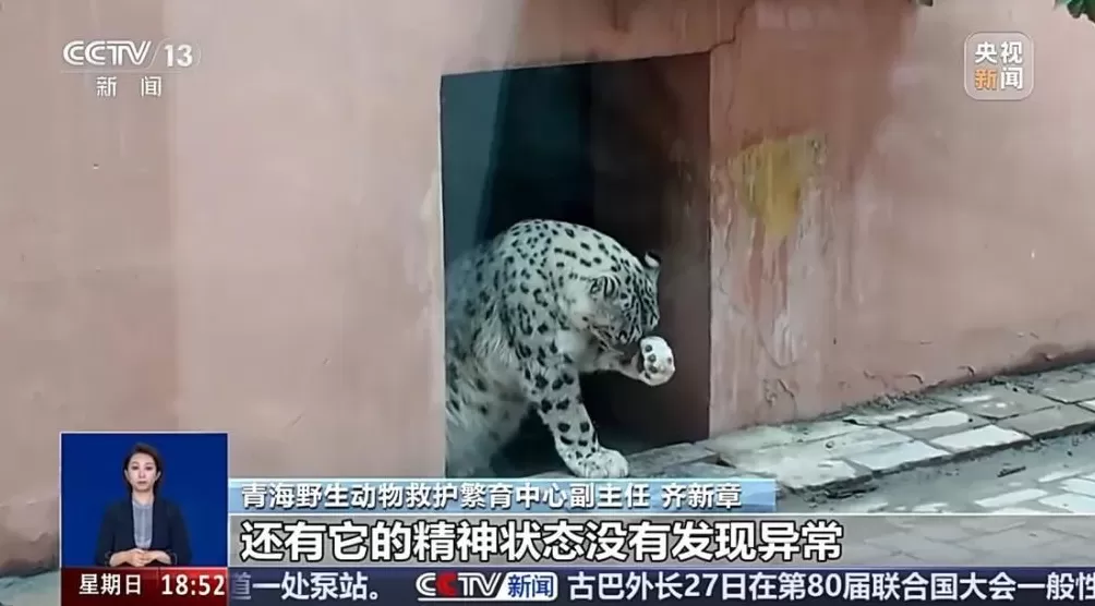 出逃雪豹“闹闹”被成功救回，搜寻过程曝光-第2张图片-