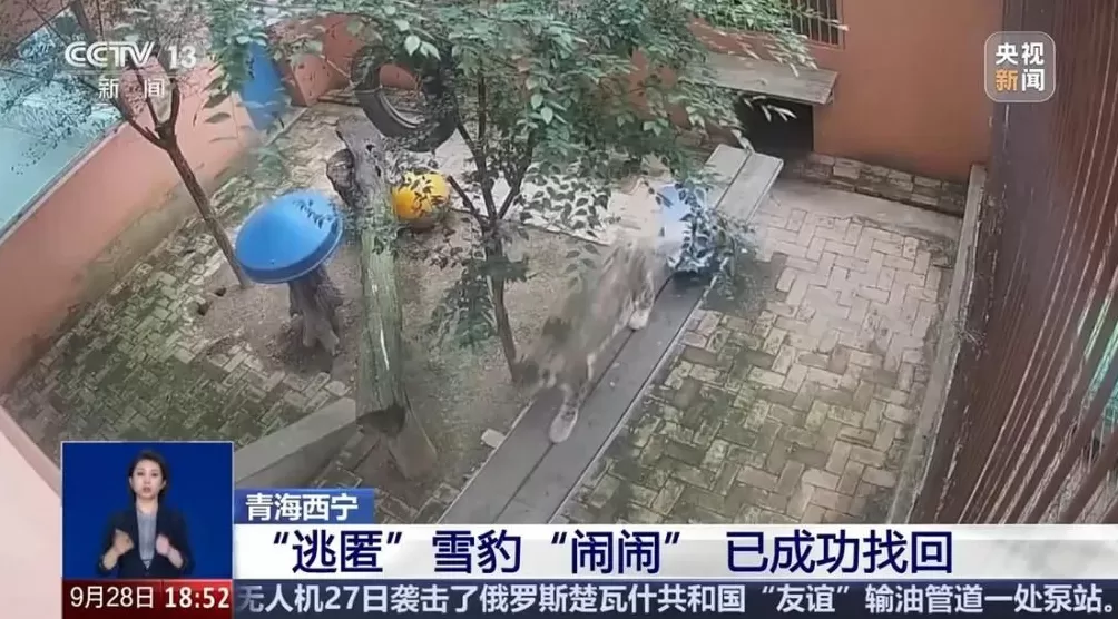 出逃雪豹“闹闹”被成功救回，搜寻过程曝光-第1张图片-