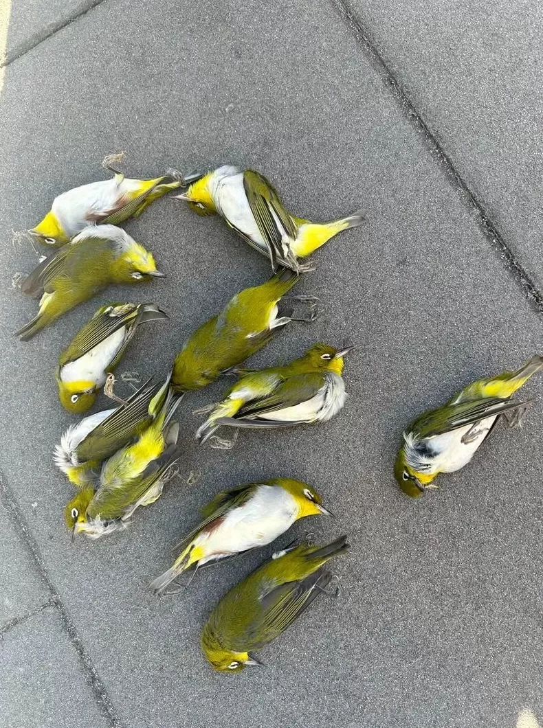 大楼下躺了14只鸟,12只已经死亡!竟是因为玻璃-第1张图片- 大楼下躺了14只鸟,12只已经死亡!竟是因为玻璃-第1张图片-