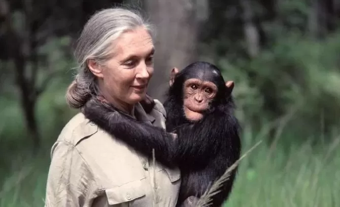 再见了，课本上的传奇！灵长类动物学家珍·古道尔去世-第1张图片-