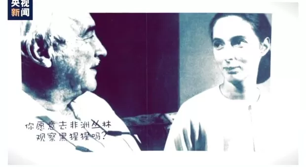 再见了，课本上的传奇！灵长类动物学家珍·古道尔去世-第3张图片-