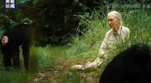 再见了，课本上的传奇！灵长类动物学家珍·古道尔去世-第6张图片-