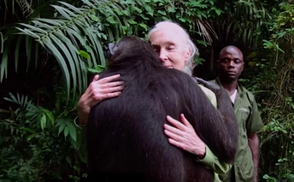 再见了课本上的传奇灵长类动物学家珍·古道尔奶奶去世-第8张图片-