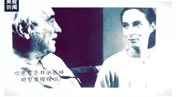 再见了课本上的传奇灵长类动物学家珍·古道尔奶奶去世-第3张图片-