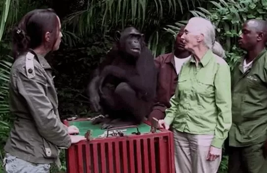 再见了课本上的传奇灵长类动物学家珍·古道尔奶奶去世-第7张图片-