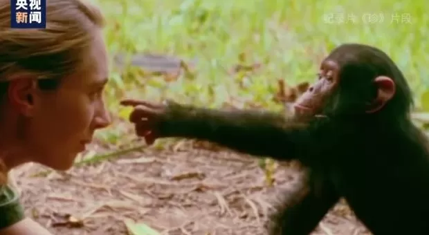 再见了课本上的传奇灵长类动物学家珍·古道尔奶奶去世-第4张图片-