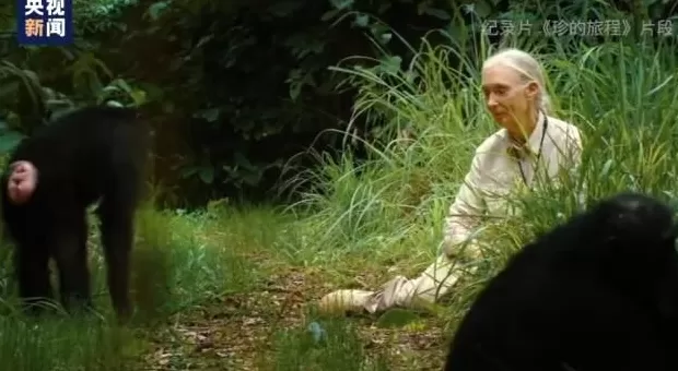 再见了课本上的传奇灵长类动物学家珍·古道尔奶奶去世-第6张图片-