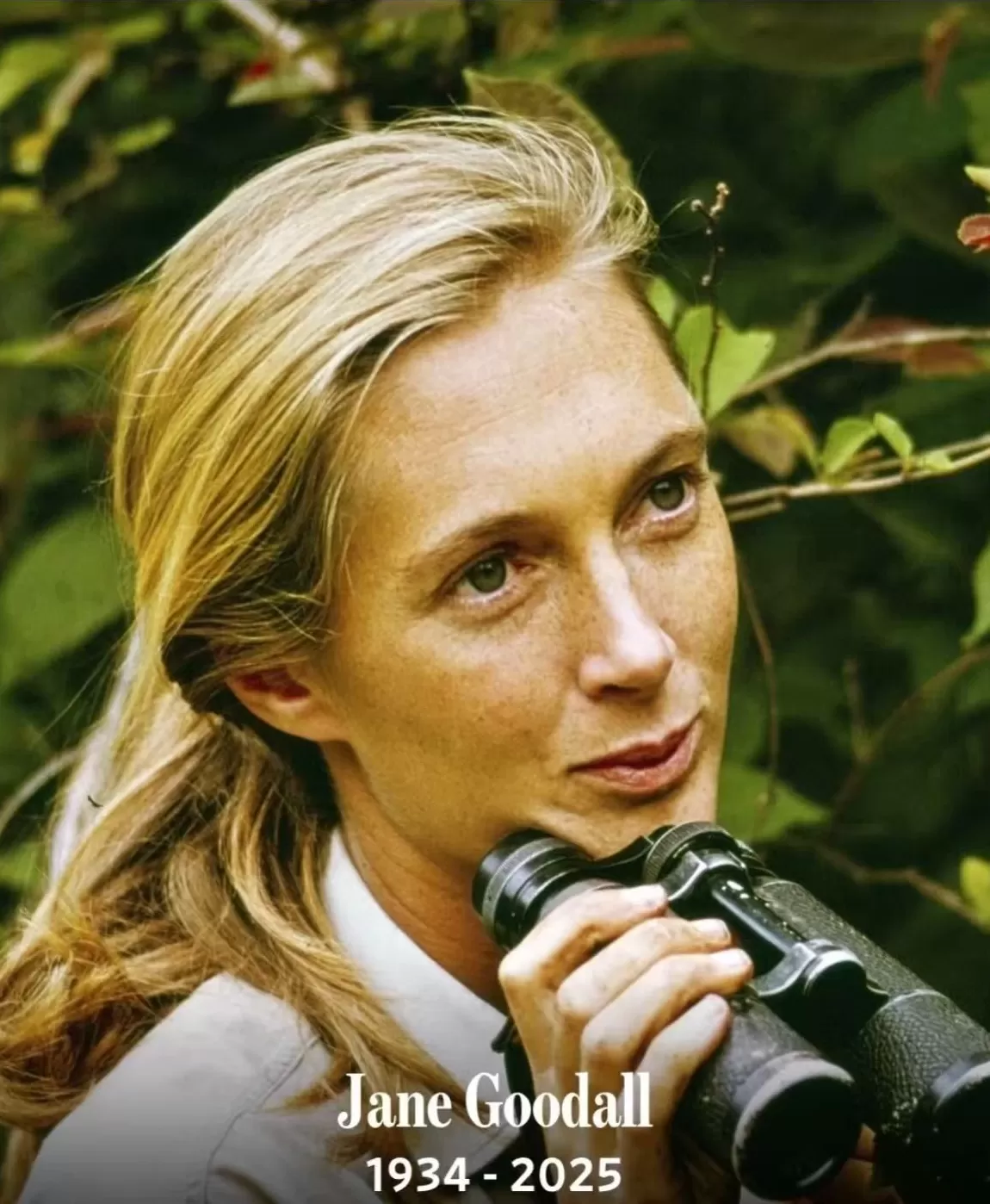 纪念珍·古道尔：“不能只靠科学改变世界，我们还需要希望”-第1张图片-