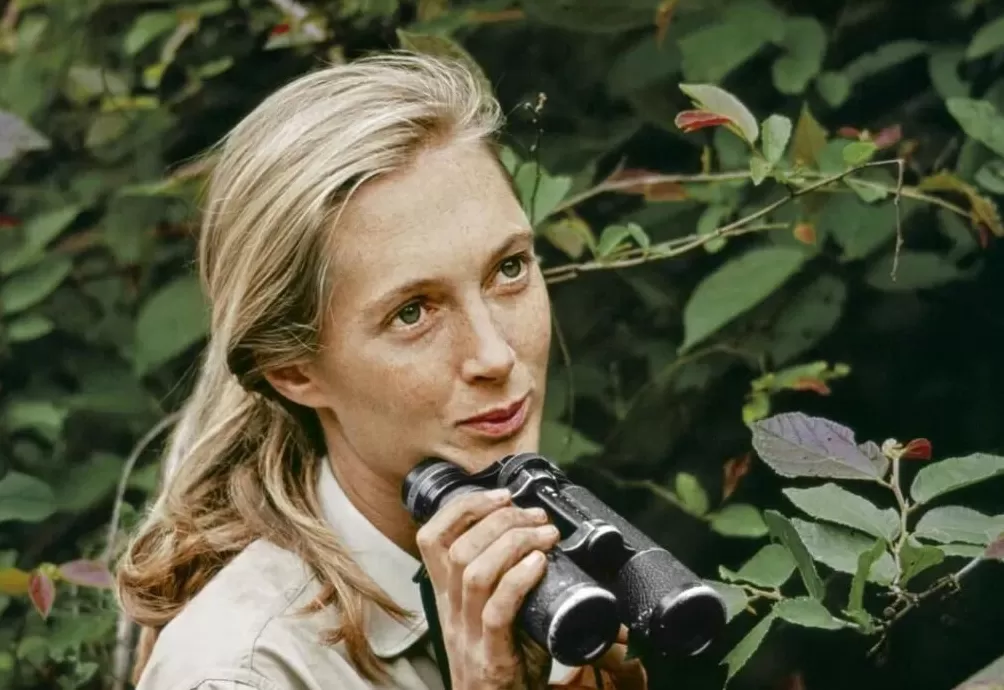 珍·古道尔走了，一场伟大的消逝-第1张图片-