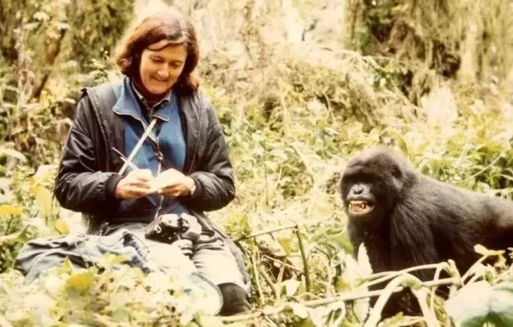 珍·古道尔走了，一场伟大的消逝-第5张图片-