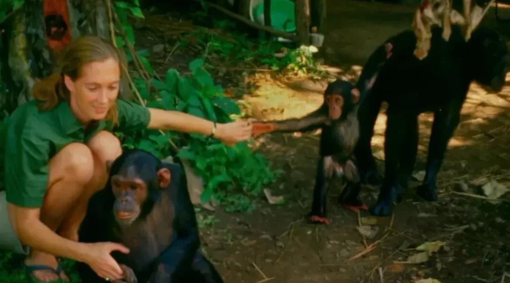 珍·古道尔走了，一场伟大的消逝-第6张图片-