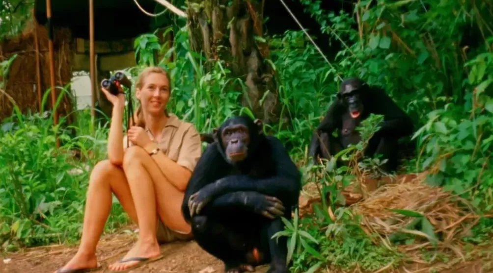 珍·古道尔走了，一场伟大的消逝-第9张图片-