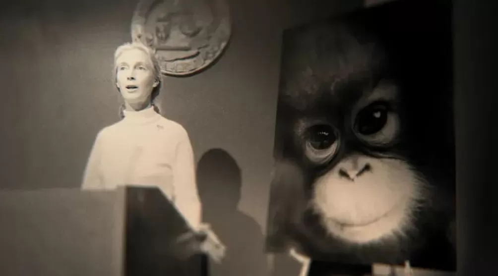 珍·古道尔走了，一场伟大的消逝-第8张图片-