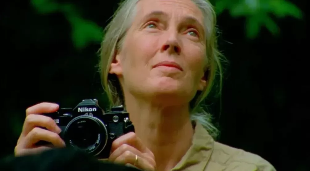 珍·古道尔走了，一场伟大的消逝-第10张图片-