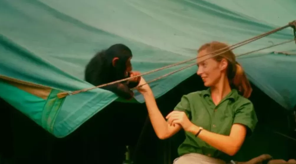 珍·古道尔走了，一场伟大的消逝-第11张图片-