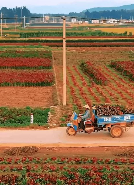 今年十一最大赢家：去农村-第5张图片-