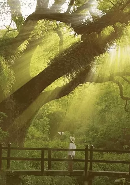 今年十一最大赢家：去农村-第8张图片-