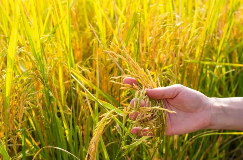 今年十一最大赢家：去农村-第19张图片-