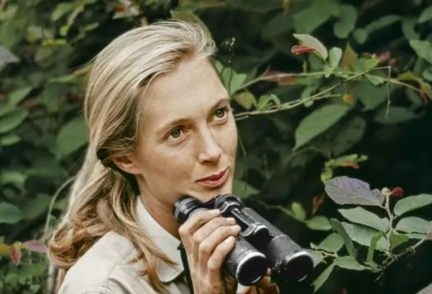 珍·古道尔博士逝世，她为这个世界点燃希望-第5张图片-