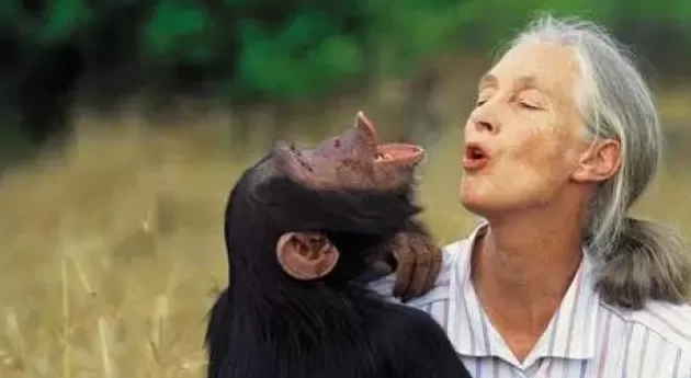 珍·古道尔博士逝世，她为这个世界点燃希望-第7张图片-